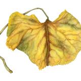 Autumn Ligularia Leaf