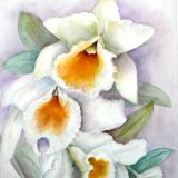 Allan's Orchid