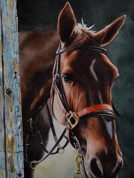 Curiositá di vedere oltre... (THE BEAUTY OF THE FRENCH SADDLE HORSE), 38cm x 56cm, 2019
