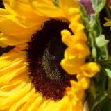 flower of the sun