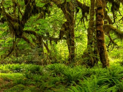 Hall of Mosses Panorama (Click for full width) Hall of Mosses Panorama (Click for full width)