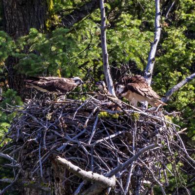 Yellowstone Osprey Family Yellowstone Osprey Family