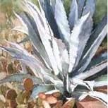Agave and Friends