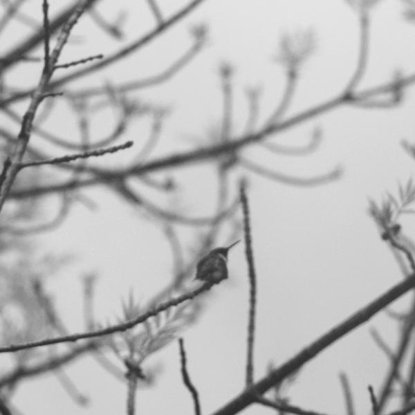 untitled (yongnuo f/1.8 85mm)