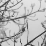 untitled (yongnuo f/1.8 85mm)