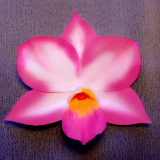 White Dendrobium Orchid Pin