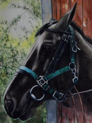 The quarantine horse (THE BEAUTY OF THE HANNOVERIAN HORSE), 30cm x 50cm, 2020 The quarantine horse (THE BEAUTY OF THE HANNOVERIAN HORSE), 30cm x 50cm, 2020