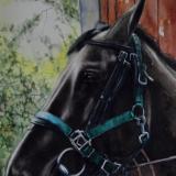 The quarantine horse (THE BEAUTY OF THE HANNOVERIAN HORSE), 30cm x 50cm, 2020
