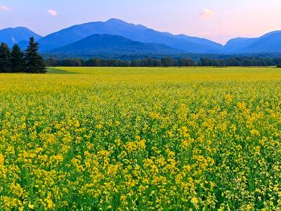 Adirondacks Canola Field Adirondacks Canola Field