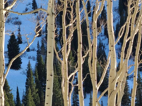 Aspen light dance