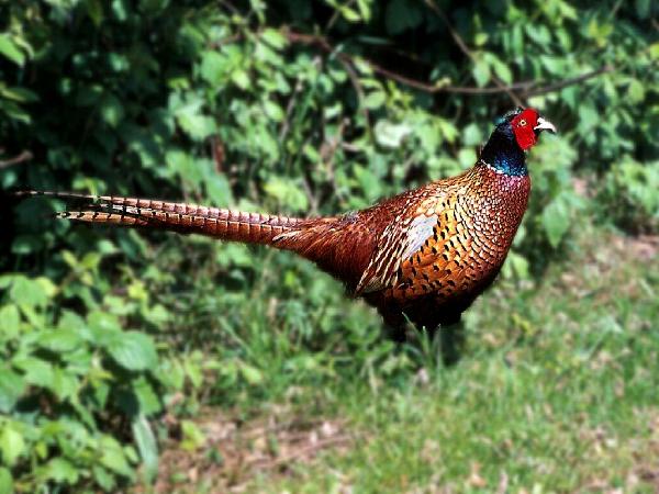 Ring-necked Pheasant
