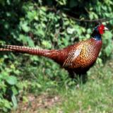 Ring-necked Pheasant