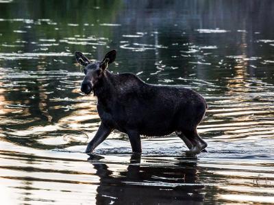 Juvenile Moose in Sprague Lake Juvenile Moose in Sprague Lake