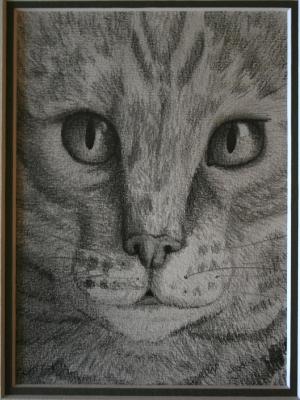 Feline Close up