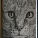 Feline Close up
