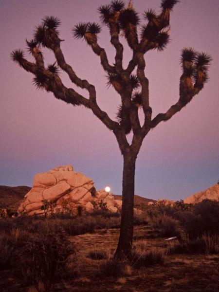 Moonrise - Joshua Tree National Park