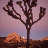 Moonrise - Joshua Tree National Park