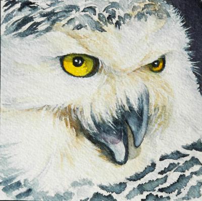 Snowy Owl Snowy Owl