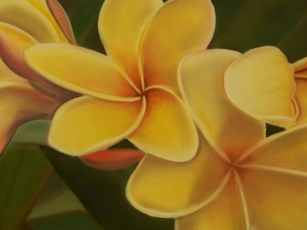 "Yellow Plumeiria"