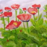 Poppies