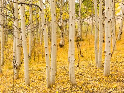 Aspen Trunks and Golden Carpet Aspen Trunks and Golden Carpet