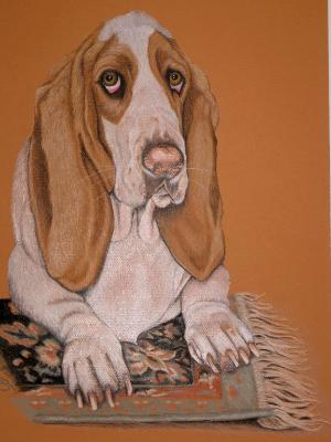 Basset Hound 
