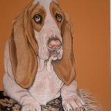 Basset Hound 