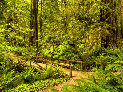 Redwood Forest Footbridge Redwood Forest Footbridge