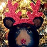  Christmas "Reindeer" Bear