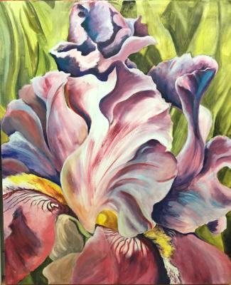 Red Iris