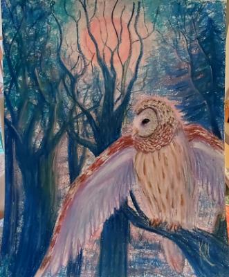 Barred Owl under Super Moon