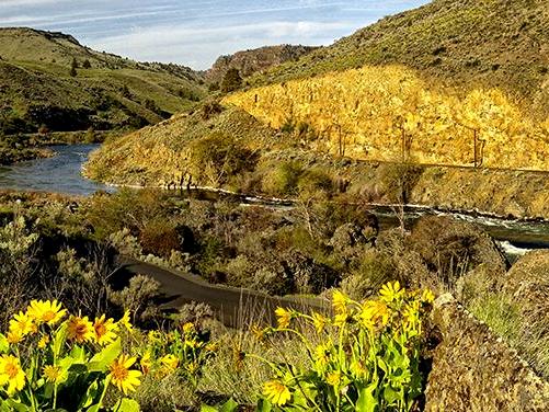 Spring Balsom Root at Box Car Rapids