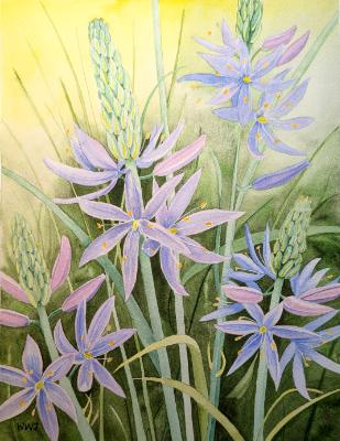 Camas Lily Camas Lily