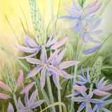 Camas Lily
