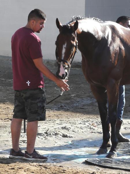 Del mar Racetrack Stable Yard Thoroughbred Horses