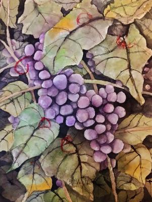 Vineyard (watercolor)