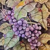 Vineyard (watercolor)
