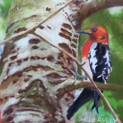 Red Headed Sapsucker