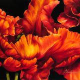 Outrageous Orange Parrot Tulip