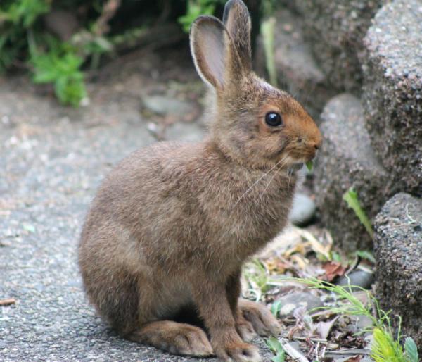 Baby Bunny