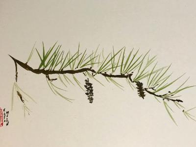 White Pine Branch (available) White Pine Branch (available)
