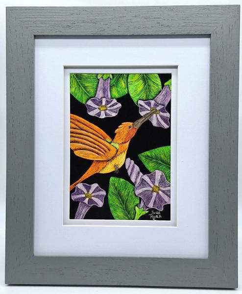 Rufus Hummingbird
