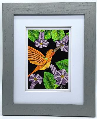 Rufus Hummingbird