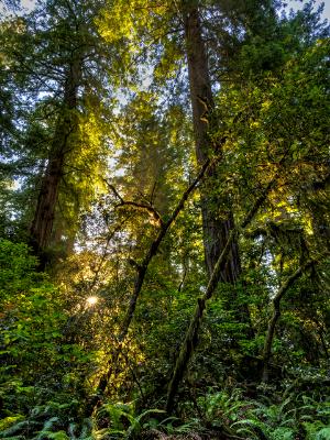 Lush Light in Lady Bird Grove Lush Light in Lady Bird Grove