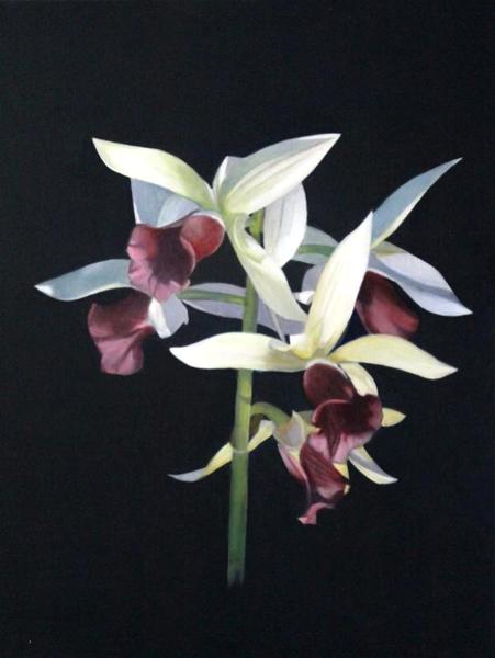 Orchid Orchid