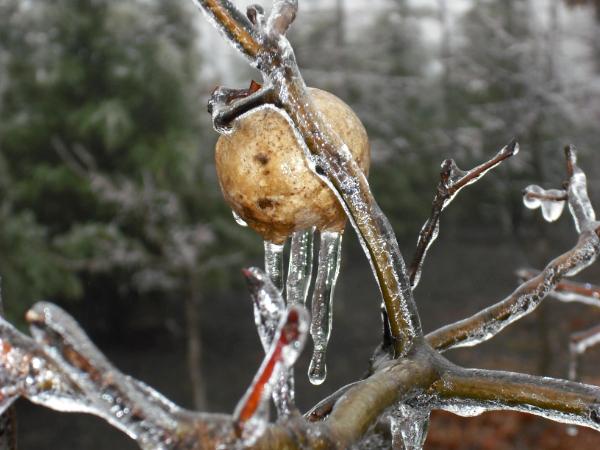 tree branches