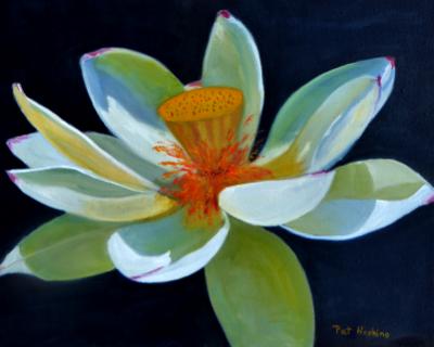 Lotus Lotus