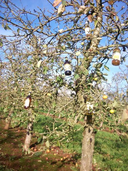 Cider tree