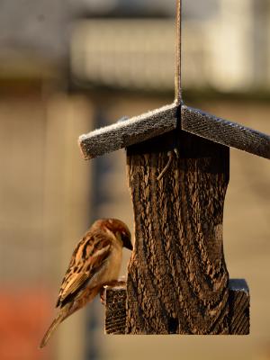 Song Sparrow