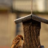 Song Sparrow